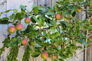 Read more about the article Good News: Retiree Groups Discover Apple Species Once Believed to be Extinct
