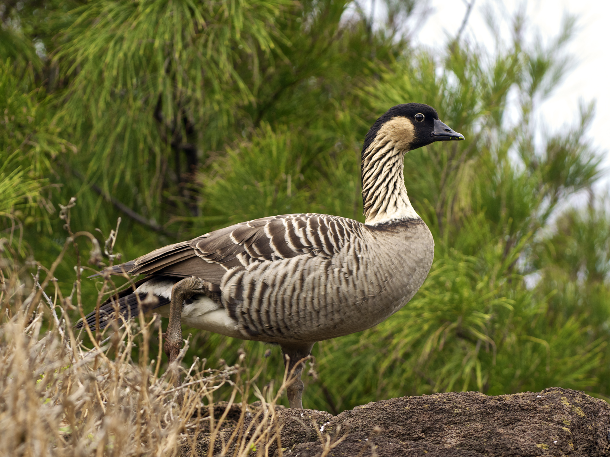 Breeders Do Good Bringing Hawaii's State Bird Population Back to 3,000