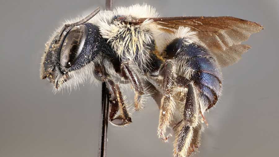 Conservationist re-discover Ultra Rare Blue Bees After Missing for Years