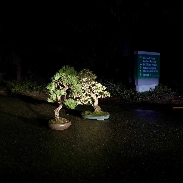 Stolen Bonsai Trees Returned to Museum 72 Hours after Museum Asked for their Return