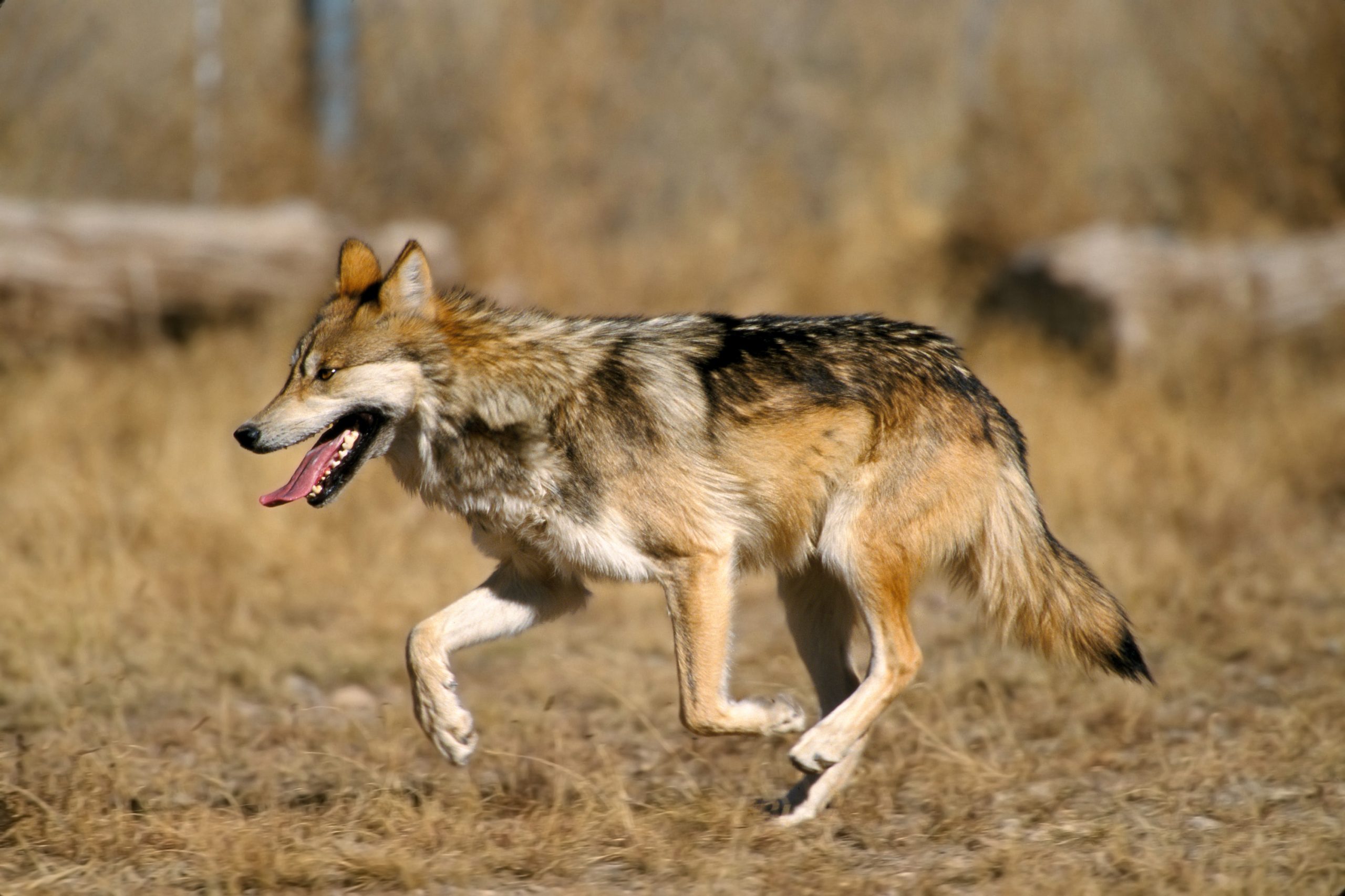 Former trapper Roy McBride is the man responsible for saving the Mexican wolf population. [Image via Arizona GameAndFish/Youtube]