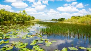 Read more about the article Florida Doing Good By Purchasing 20,000 Acres of Wetlands Protecting It From Oil Drilling
