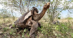 Read more about the article Good News: 15 Rare Tortoise Return Home After 55 Years