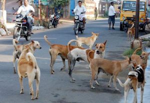 Read more about the article Good Samaritans Feed Helpless And Hungry Stray Dogs