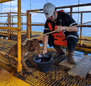 Read more about the article Doing Good: Dog Found Swimming 135 Miles Offshore Rescued By Oil Rig Workers In Gulf Of Thailand