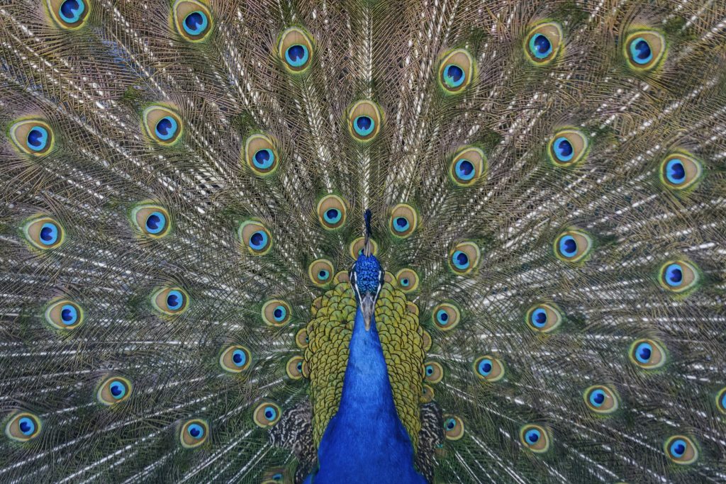 close up photography of blue peacock painting